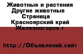 Животные и растения Другие животные - Страница 2 . Красноярский край,Железногорск г.